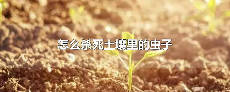 怎么杀死土壤里的虫子