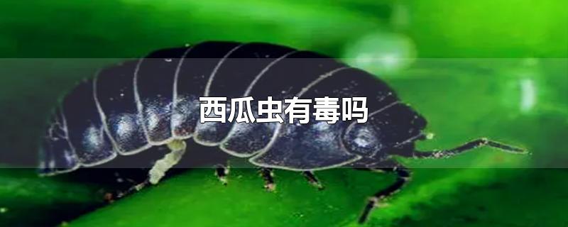 西瓜虫有毒吗