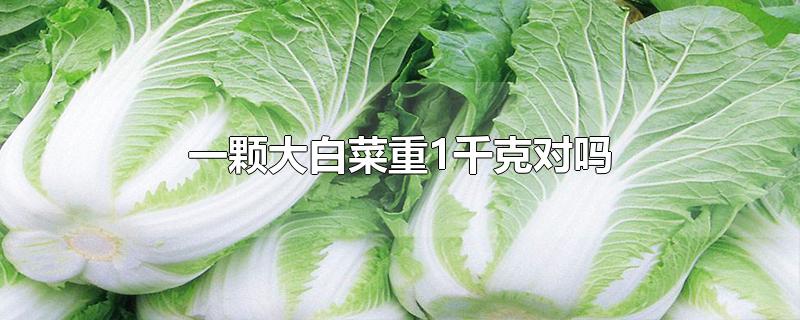 一颗大白菜重1千克对吗