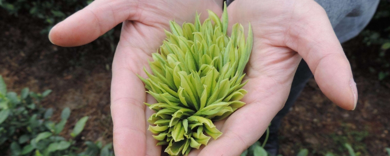 茶叶什么季节生长