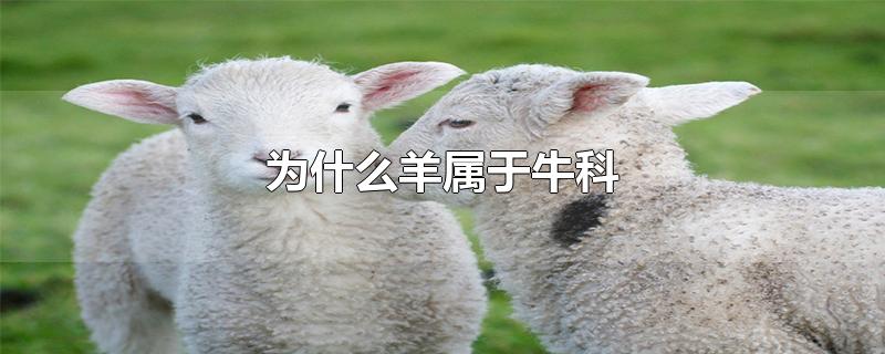 为什么羊属于牛科