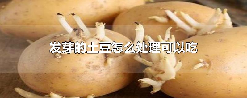 发芽的土豆怎么处理可以吃