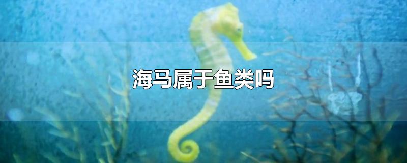 海马属于鱼类吗