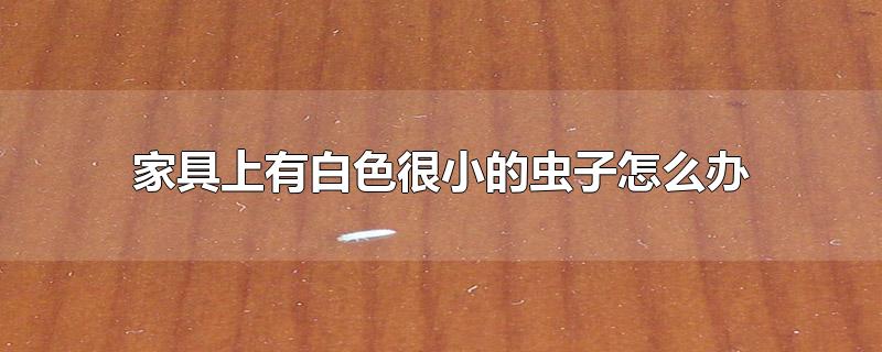 家具上有白色很小的虫子怎么办