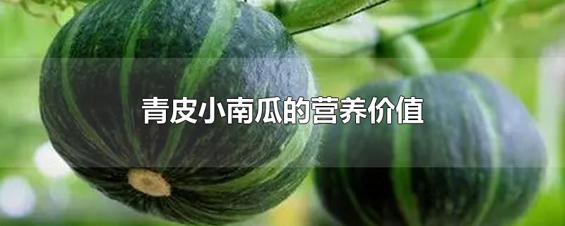 青皮小南瓜的营养价值