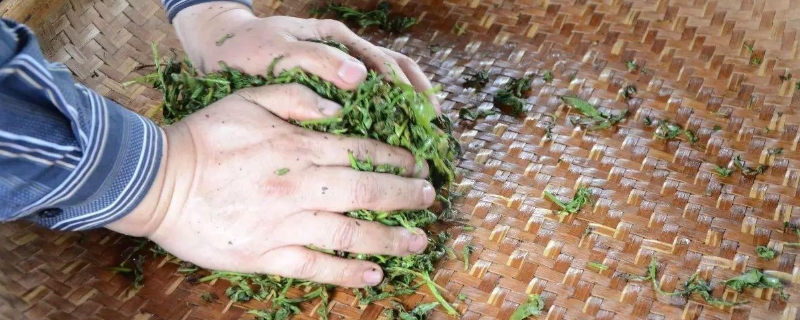 茶叶揉捻的目的是什么
