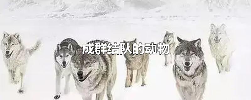 成群结队的动物