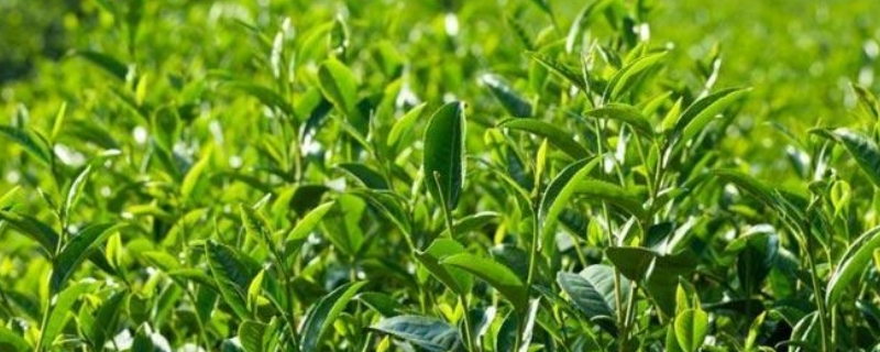 陆羽写的茶叶著作是什么