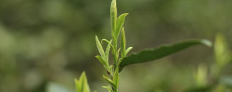 河南出产什么茶叶