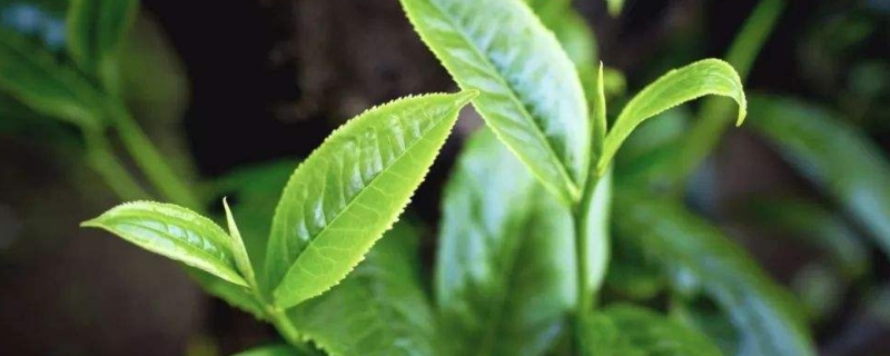 最古老的茶叶是什么品种