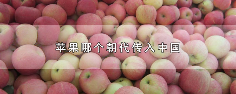 苹果哪个朝代传入中国