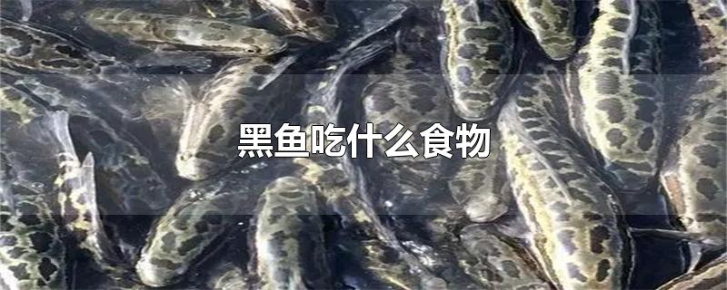 黑鱼吃什么食物