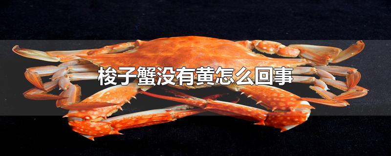梭子蟹没有黄怎么回事