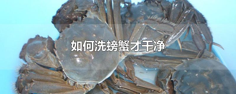 如何洗螃蟹才干净