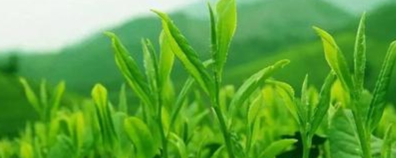 清明节前采摘的茶叶有什么优势