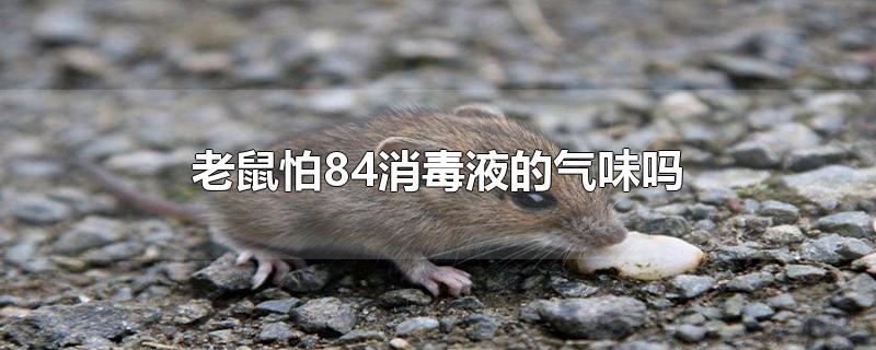 老鼠怕84消毒液的气味吗