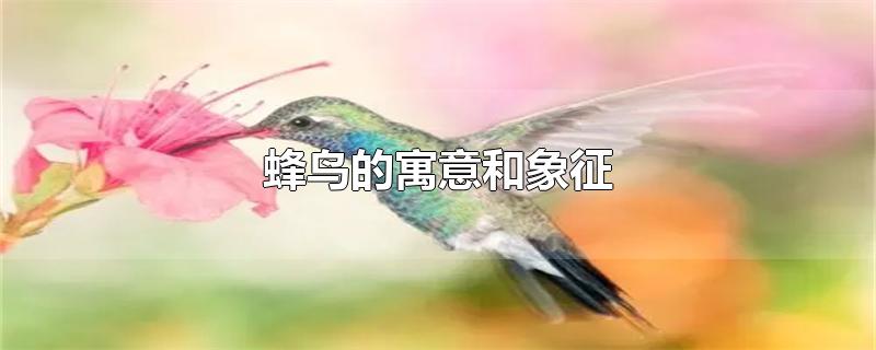 蜂鸟的寓意和象征