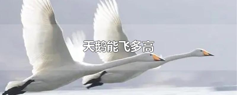 天鹅能飞多高