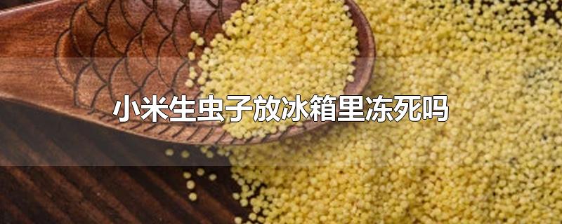 小米生虫子放冰箱里冻死吗