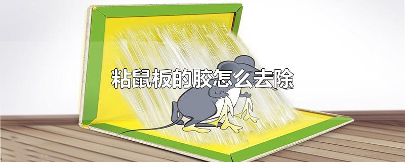 粘鼠板的胶怎么去除
