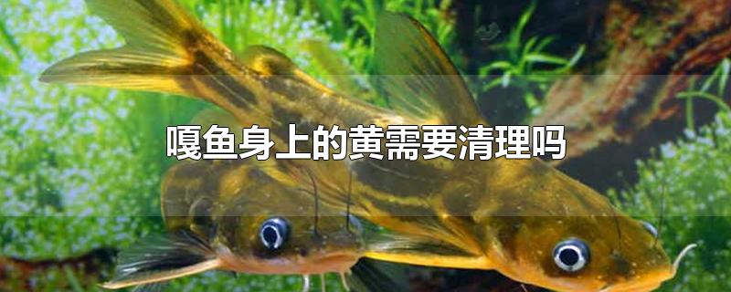 嘎鱼身上的黄需要清理吗