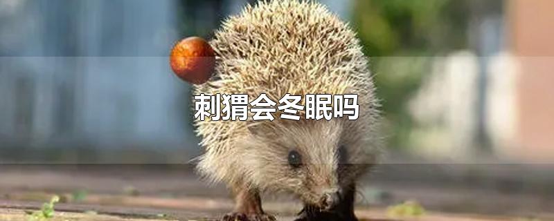 刺猬会冬眠吗