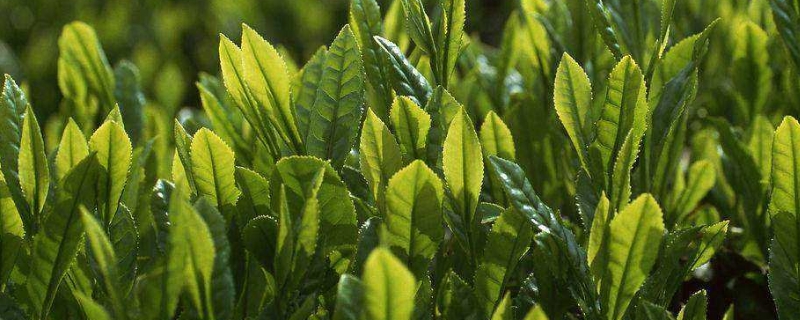 大叶子茶叶是什么茶