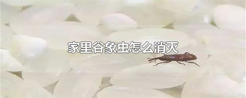 家里谷象虫怎么消灭