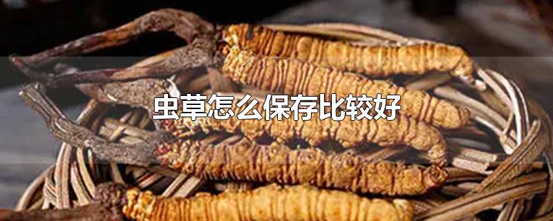 虫草怎么保存比较好