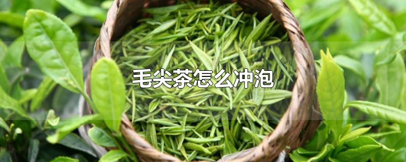 毛尖茶怎么冲泡