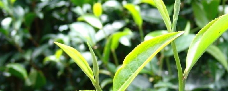 茶叶的第一颗茶芽叫什么名字