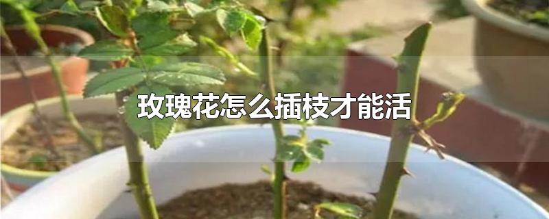 玫瑰花怎么插枝才能活