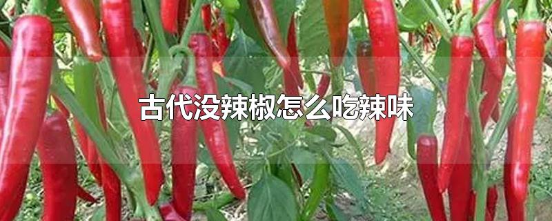 古代没辣椒怎么吃辣味