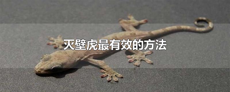 灭壁虎最有效的方法