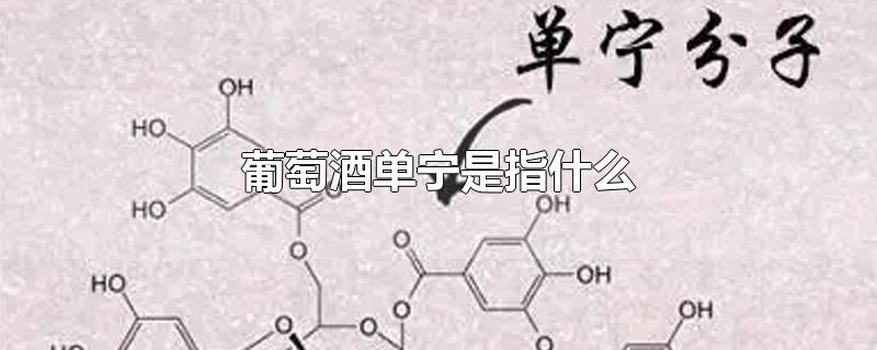 葡萄酒单宁是指什么