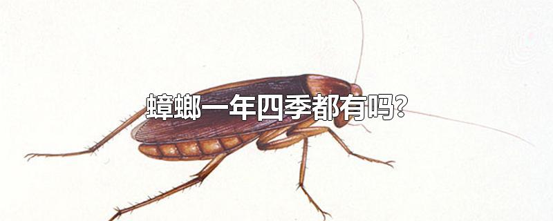 蟑螂一年四季都有吗?