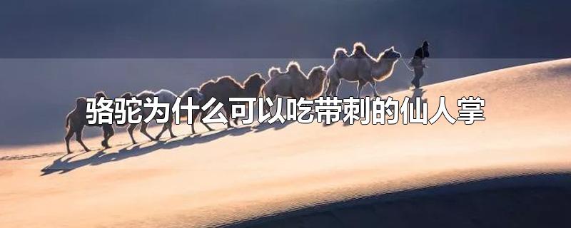 骆驼为什么可以吃带刺的仙人掌