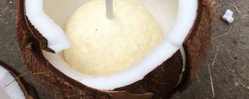 厚椰乳和椰浆的区别