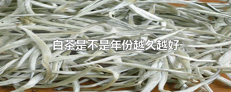白茶是不是年份越久越好