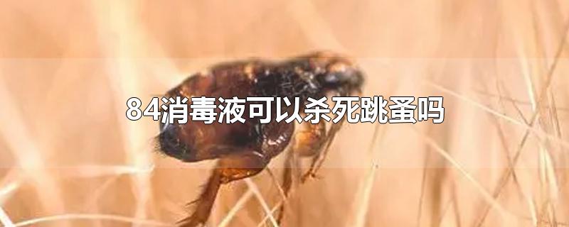 84消毒液可以杀死跳蚤吗