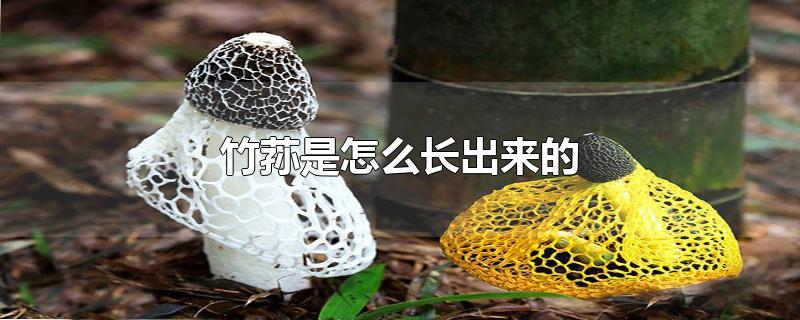 竹荪是怎么长出来的