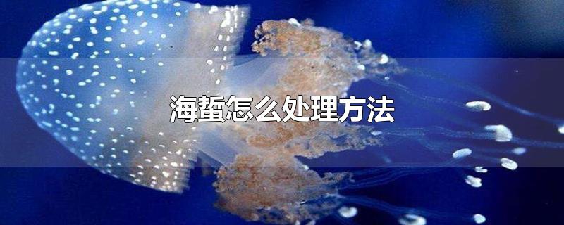 海蜇怎么处理方法