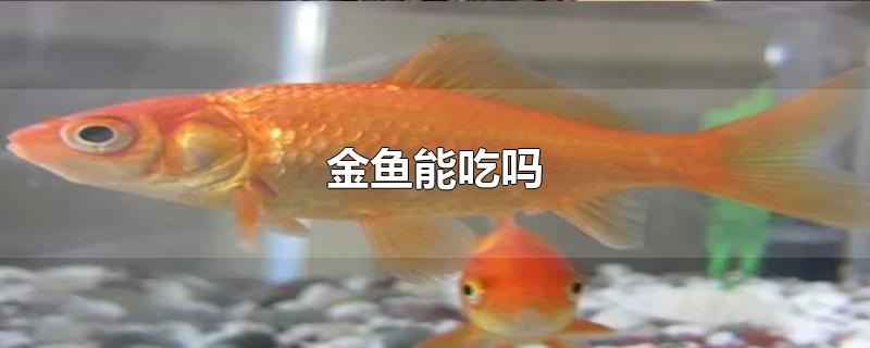 金鱼能吃吗