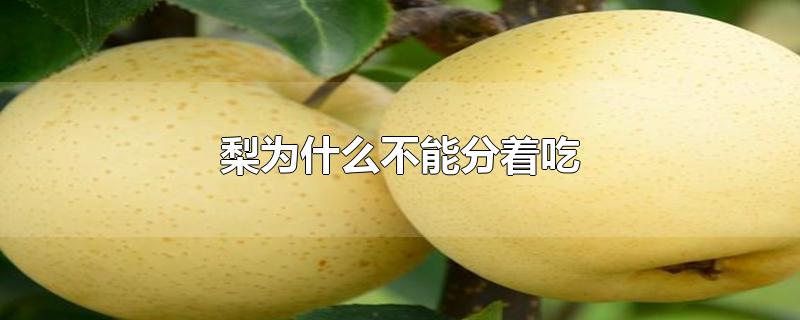 梨为什么不能分着吃