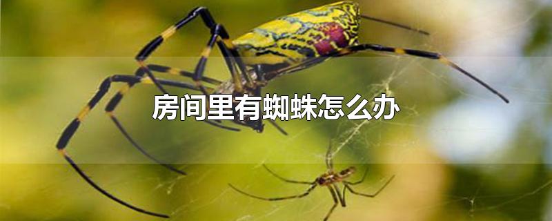 房间里有蜘蛛怎么办
