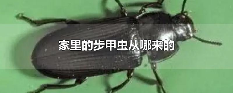 家里的步甲虫从哪来的