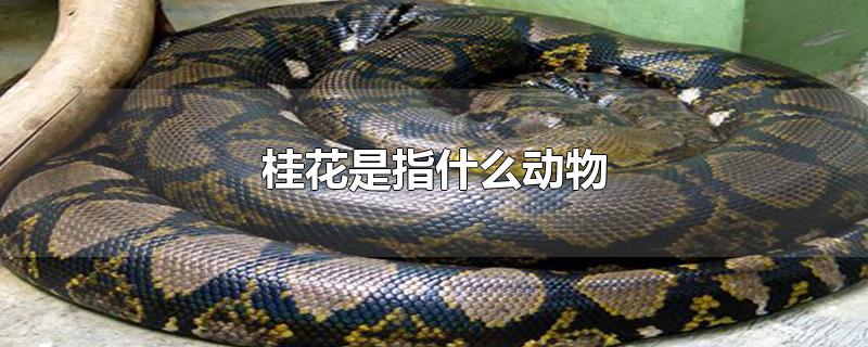 桂花是指什么动物
