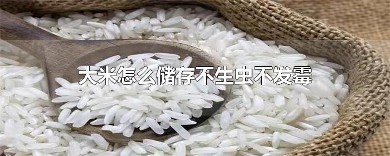 大米怎么储存不生虫不发霉