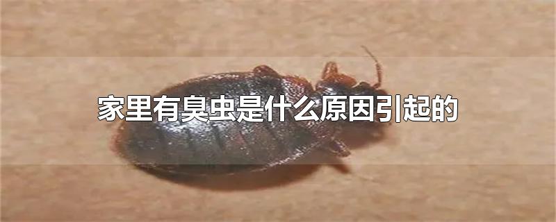 家里有臭虫是什么原因引起的