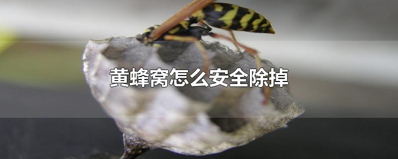 黄蜂窝怎么安全除掉